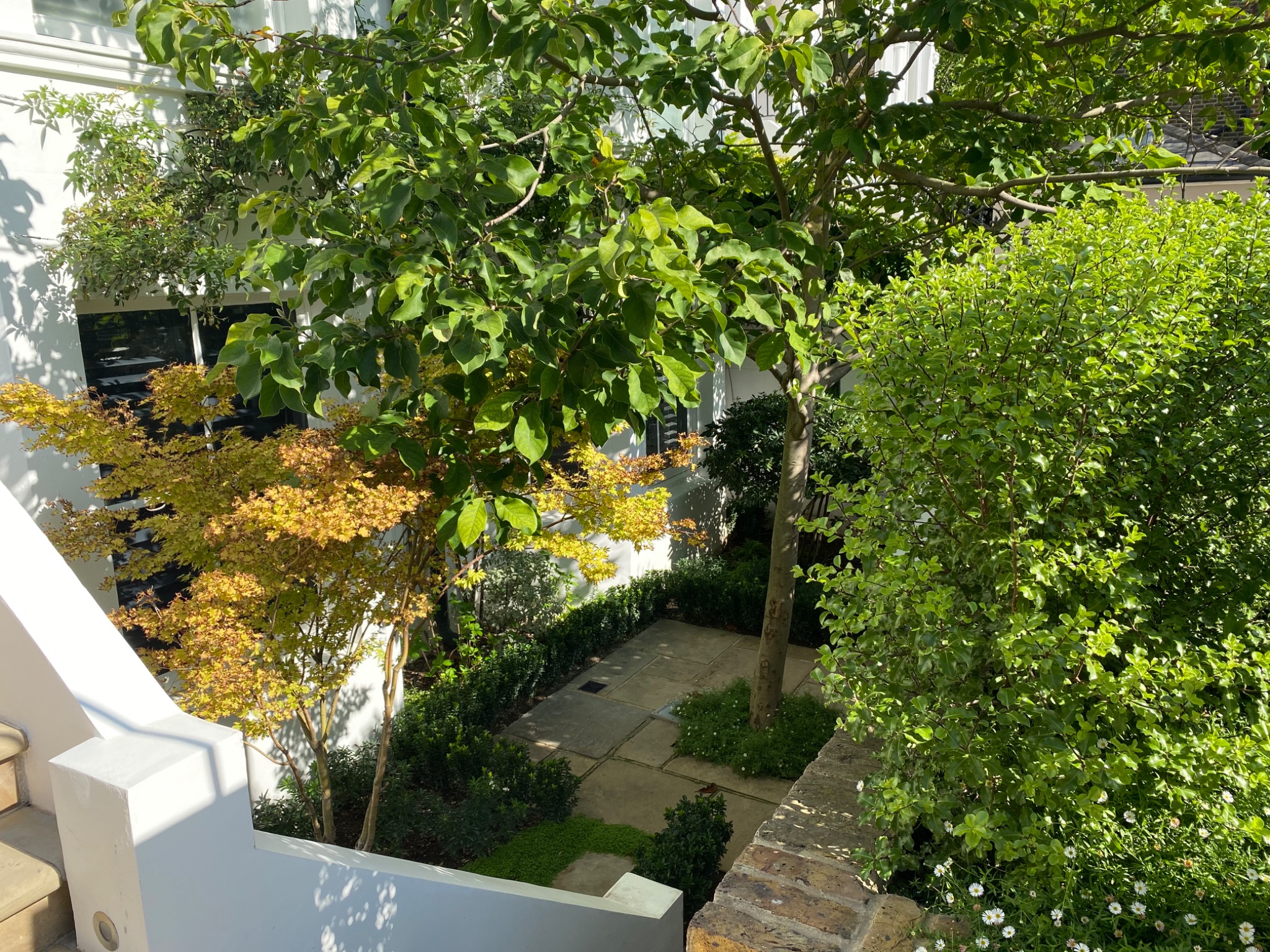 Established London garden with mature trees, layered planting and hard landscaping