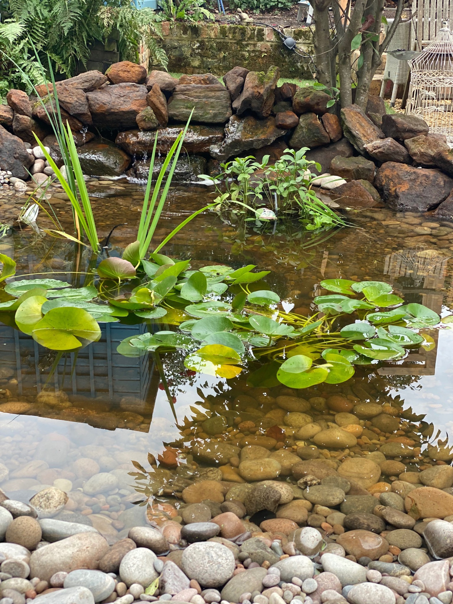 Garden pond with water lilies, pebbles, planting and a stone waterfall